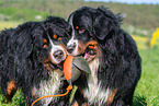 2 Bernese Mountain Dogs
