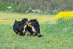 2 Bernese Mountain Dogs