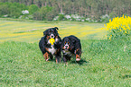 2 Bernese Mountain Dogs