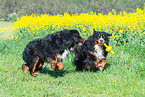 2 Bernese Mountain Dogs