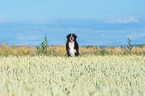 sitting Bernese Mountain Dog