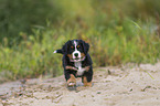 Bernese Mountain Dog Puppy