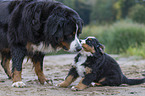 Bernese Mountain Dog Puppy