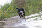 Bernese Mountain Dog Puppy