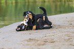 Bernese Mountain Dog Puppy