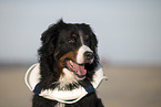 Bernese Mountain Dog Portrait