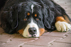 lying Bernese Mountain Dog