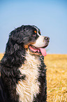 sitting Bernese Mountain Dog