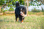 walking Bernese Mountain Dog