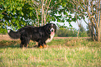 standing Bernese Mountain Dog