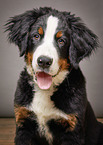 Bernese Mountain Dog portrait