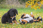 2 Bernese Mountain Dogs