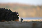 lying Bernese Mountain Dog