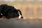 lying Bernese Mountain Dog