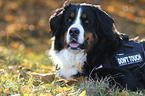 lying Bernese Mountain Dog