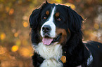 Bernese Mountain Dog portrait