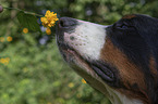 Bernese Mountain Dog portrait