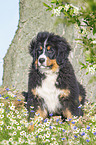 sitting Bernese Mountain Dog