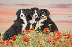 Bernese Mountain Dogs