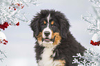 Bernese Mountain Dog portrait