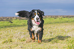 running Bernese Mountain Dog