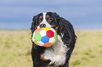 playing Bernese Mountain Dog