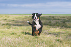 running Bernese Mountain Dog