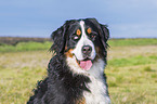 Bernese Mountain Dog portrait