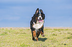 running Bernese Mountain Dog