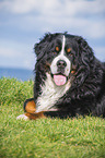 lying Bernese Mountain Dog