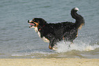 Bernese Mountain Dog in the water