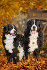 3 Bernese Mountain Dogs