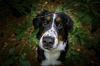 Bernese Mountain Dog portrait