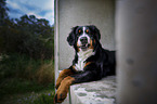 Bernese Mountain Dog