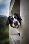 Bernese Mountain Dog portrait