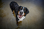 standing Bernese Mountain Dog