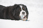 Bernese mountain dog lies in the snow