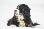 Bernese mountain dog lies in the snow