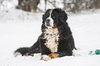 Bernese mountain dog lies in the snow