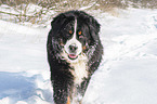 Bernese mountain dog walks through the snow