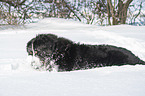 Bernese mountain dog lies in the snow