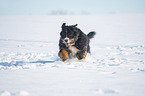 Bernese mountain dog runs through the snow