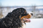 Bernese mountain dog portrait