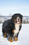 Bernese mountain dog stands in the snow