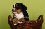 Bernese Mountain Dog Puppy