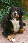 lying Bernese Mountain Dog