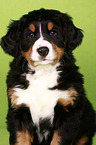 Bernese Mountain Dog Puppy