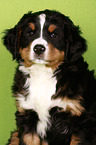 Bernese Mountain Dog Puppy