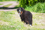 young Bernese Mountain Dog