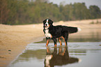 bathing Bernese Mountain Dog